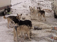 2003 schlittenhunde030.jpg